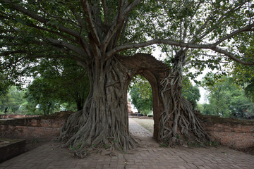 Fototapeta premium Ayutthaya: July 8, 2018. Visitors to visit. Wat Phra Ngam 