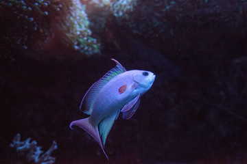 Pink flasher wrasse Paracheilinus carpenteri