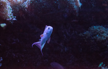 Pink flasher wrasse Paracheilinus carpenteri