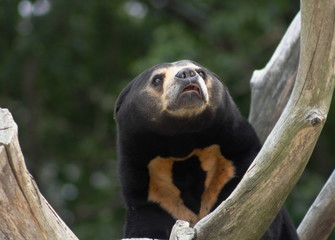 Close up portrait image of an Asian Sun Bear (Helarctos malayanus)