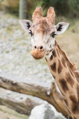 Close up face and neck side profile image of a giraffe