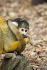The black-capped squirrel monkey (Saimiri boliviensis) is a South American squirrel monkey, found in Bolivia, Brazil and Peru.