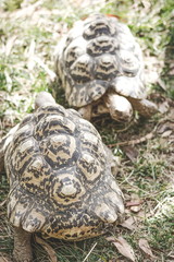 Close up image of two leopard tortoises (Stigmochelys pardalis)