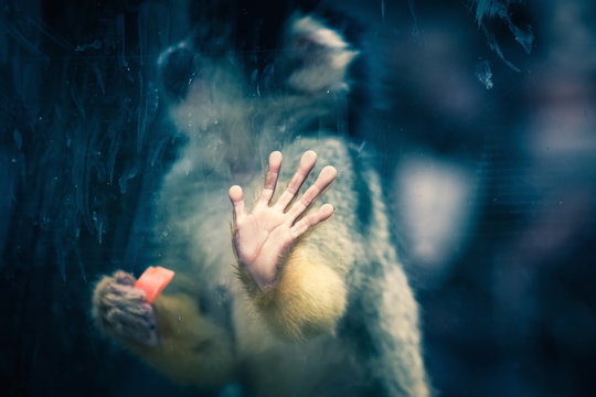 Close up conceptual image of a Bolivian Squirrel Monkey trapped inside a glass cage held in captivity.