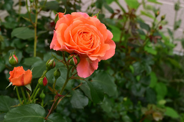 庭のオレンジ色のバラ