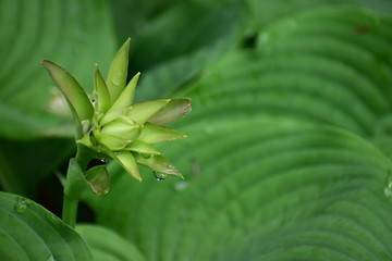 ホスタの蕾に雫