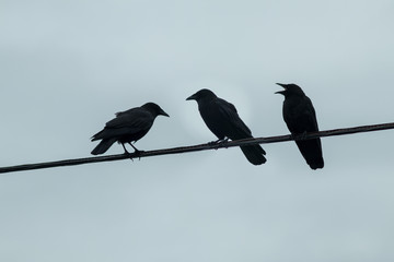 three crows on a wire