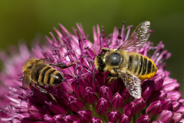 two bees on a pink onion plant
