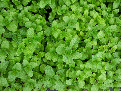 Mint leaves peppermint leaves of mint on green background