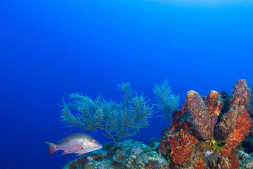 A coral seascape. This beautiful scene is part of an underwater reef in the tropical Caribbean sea. This coral is home to an abundance of marine life