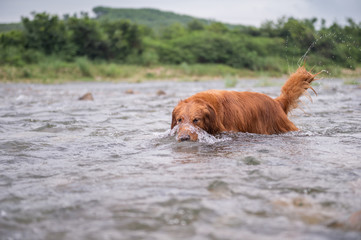 Golden retriever playing in the water