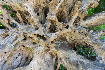 Wood of stump root texture on the old tree. Tree bark texture for background