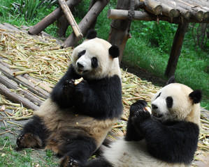 two giant pandas playing and eating together
