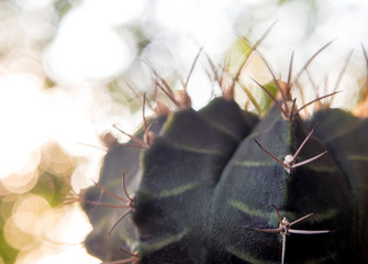 Cactus species Gymnocalycium on bokeh background