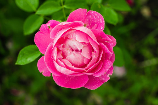 Pink Rose Flowers Blossom Beautiful