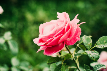 Pink Rose Flowers Blossom Beautiful