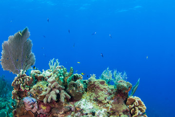 Fototapeta na wymiar A coral seascape. This beautiful scene is part of an underwater reef in the tropical Caribbean sea. This coral is home to an abundance of marine life