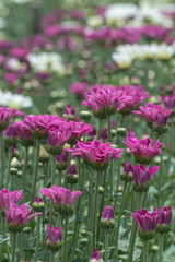 Obraz premium Colorful Chrysanthemum flower.Sometimes called mums or chrysanths.(Dendranthemum grandifflora)