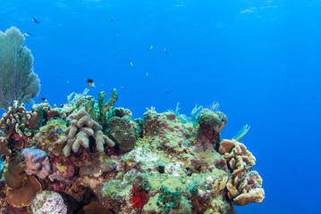 Fototapeta na wymiar A coral seascape. This beautiful scene is part of an underwater reef in the tropical Caribbean sea. This coral is home to an abundance of marine life