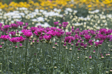 Fototapeta premium Colorful Chrysanthemum flower.Sometimes called mums or chrysanths.(Dendranthemum grandifflora)