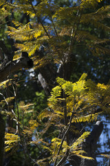 Plantas , san Angel ,Ciudad de México.