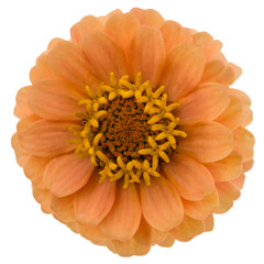 Flower of zinnia, isolated on white background