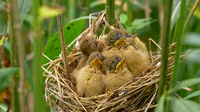 Marsh warbler (Acrocephalus palustris) feeding chicks in nest