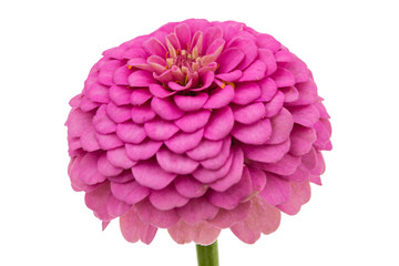 Flower of zinnia, isolated on white background