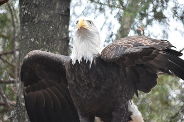 Eagle with open wings
