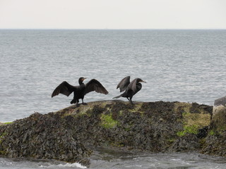 Two cormorant birds spreading their wings to dry them out on a rock in the ocean 