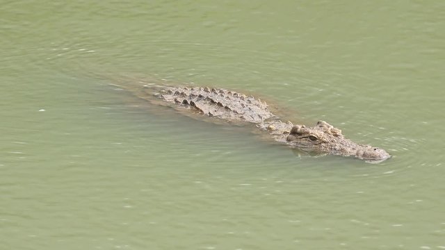 Nile Crocodile patrolling a dam in Mutare, Zimbabwe