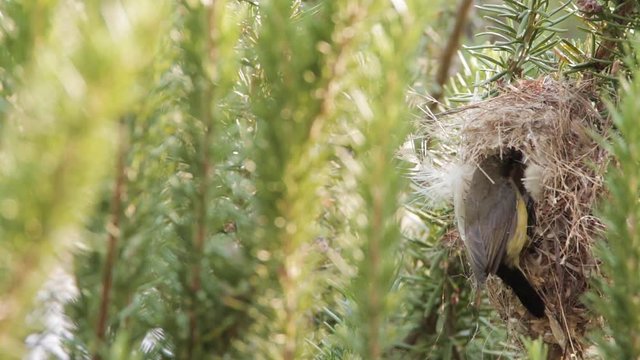 Female sunbird flying into her nest on a Rosemary bush.