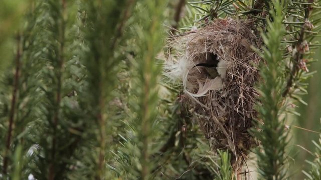 Slow motion shot of a female sunbird leaving the nest.