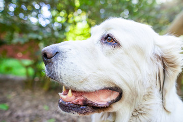 White Polish Tatra Sheepdog portrait in nature