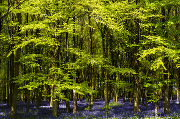Sunlight illuminating woods with a carpet of bluebells