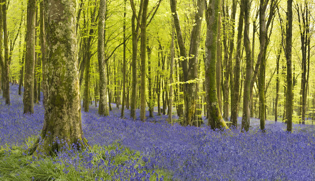 Sunlight illuminating woods with a carpet of bluebells