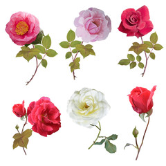 Rose set watercolor