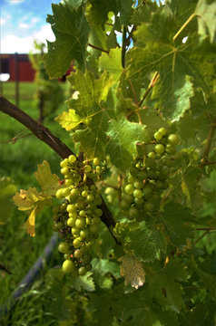 uvas vi&ntilde;edo
