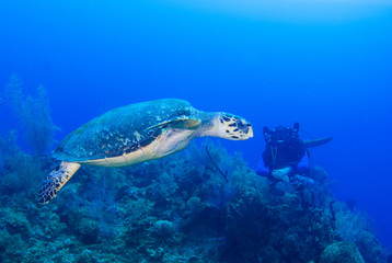 A hawksbill turtle set against the background of a tropical coral reef. The photo was taken in Grand Cayman in the Caribbean