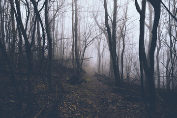 Fototapeta premium Moody Morning