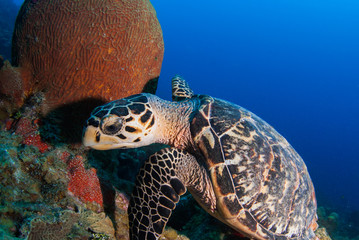 Obraz premium A hawksbill turtle set against the background of a tropical coral reef. The photo was taken in Grand Cayman in the Caribbean