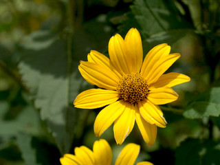 夏の黄色い花　ルドベキア