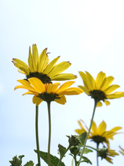 夏の黄色い花　ルドベキア