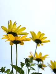 夏の黄色い花　ルドベキア