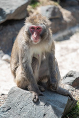 Rezus makaki Sitting on Stone