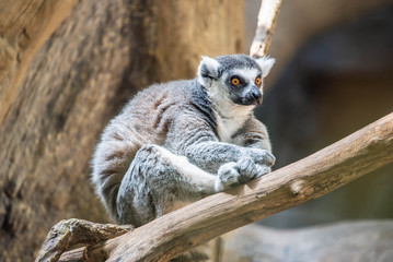 Incredulous Lemur