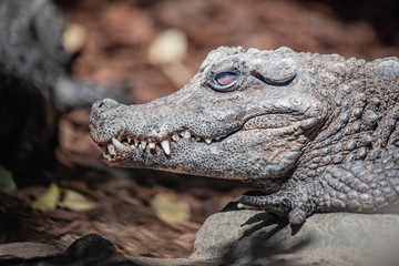 Crocodile Closeup