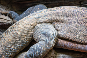 Obraz premium Dragon Skin