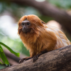 Golden Lion Tamarin