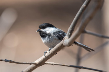 Black-capped Checkadee